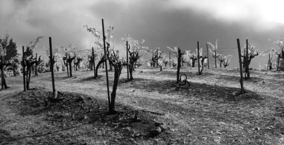 jenjoycedesign©high mountain vineyard