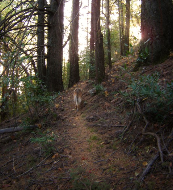 jenjoycedesign©knitting trail in woods