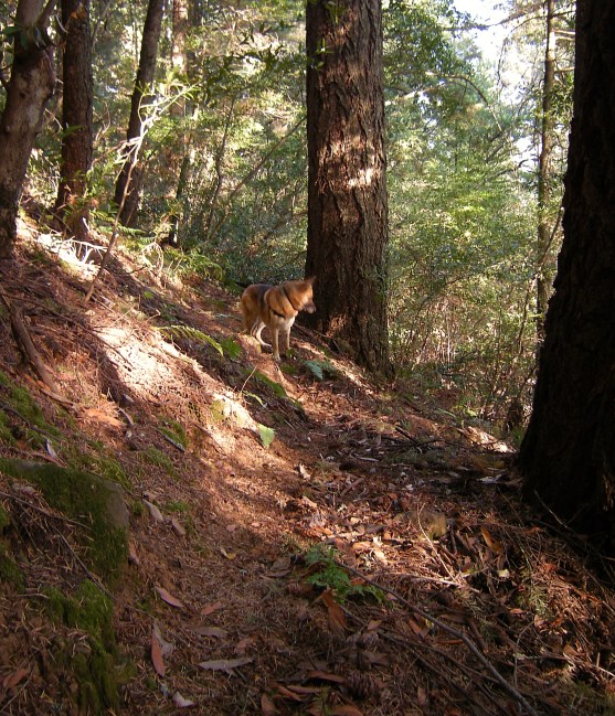 jenjoycedesign©knitting-trail4
