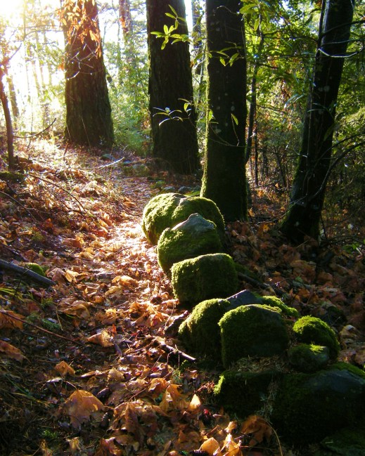jenjoycedesign©forest-trail