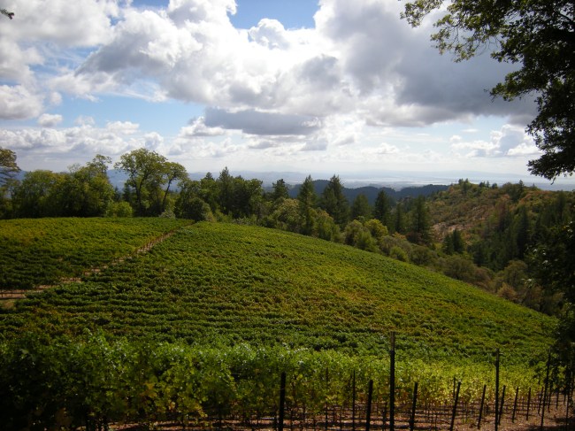 jenjoycedesign©vineyard after harvest