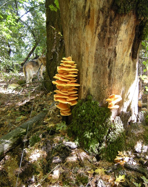 jenjoycedesign©fungus in woods