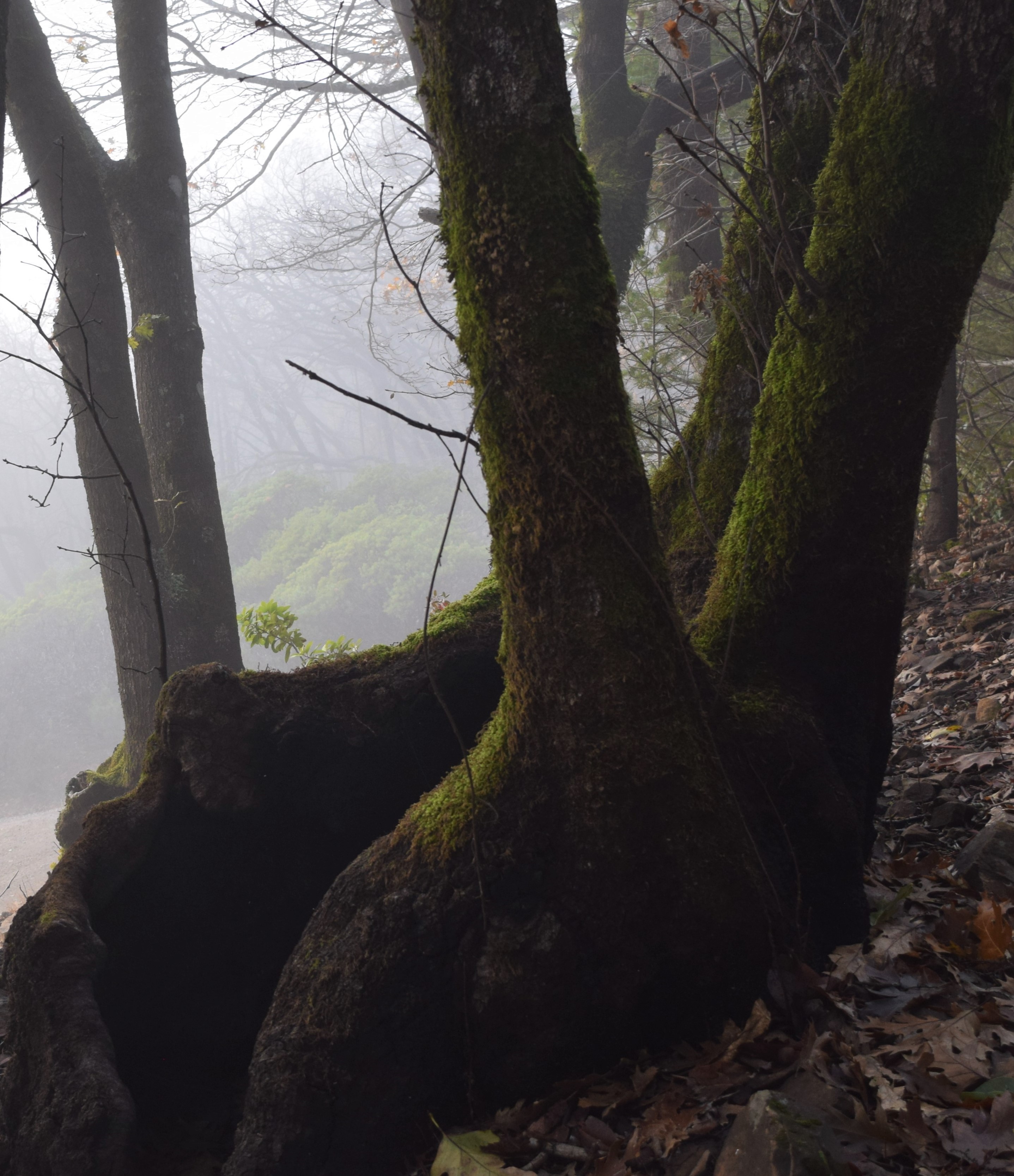 jenjoycedesign© Autumn walk 3.JPG
