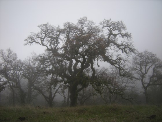 jenjoycedesign©blue oaks in fog