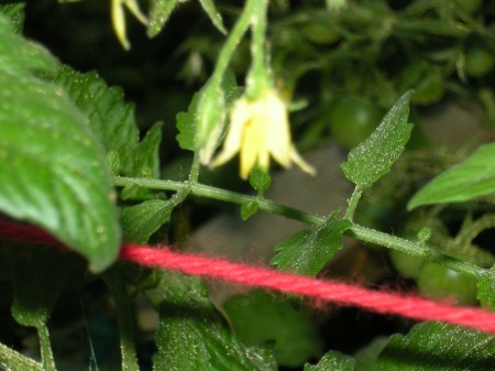 cotton yarn tomato trellis