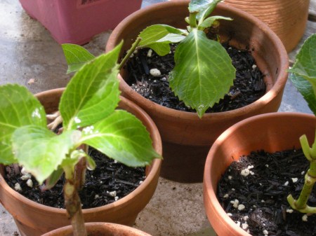 hydrangia cuttings