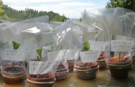 lemon cuttings
