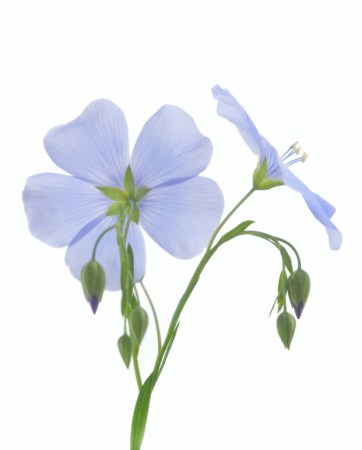 Flower of flax