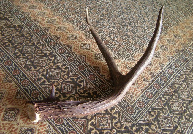 jenjoycedesign©stag antler