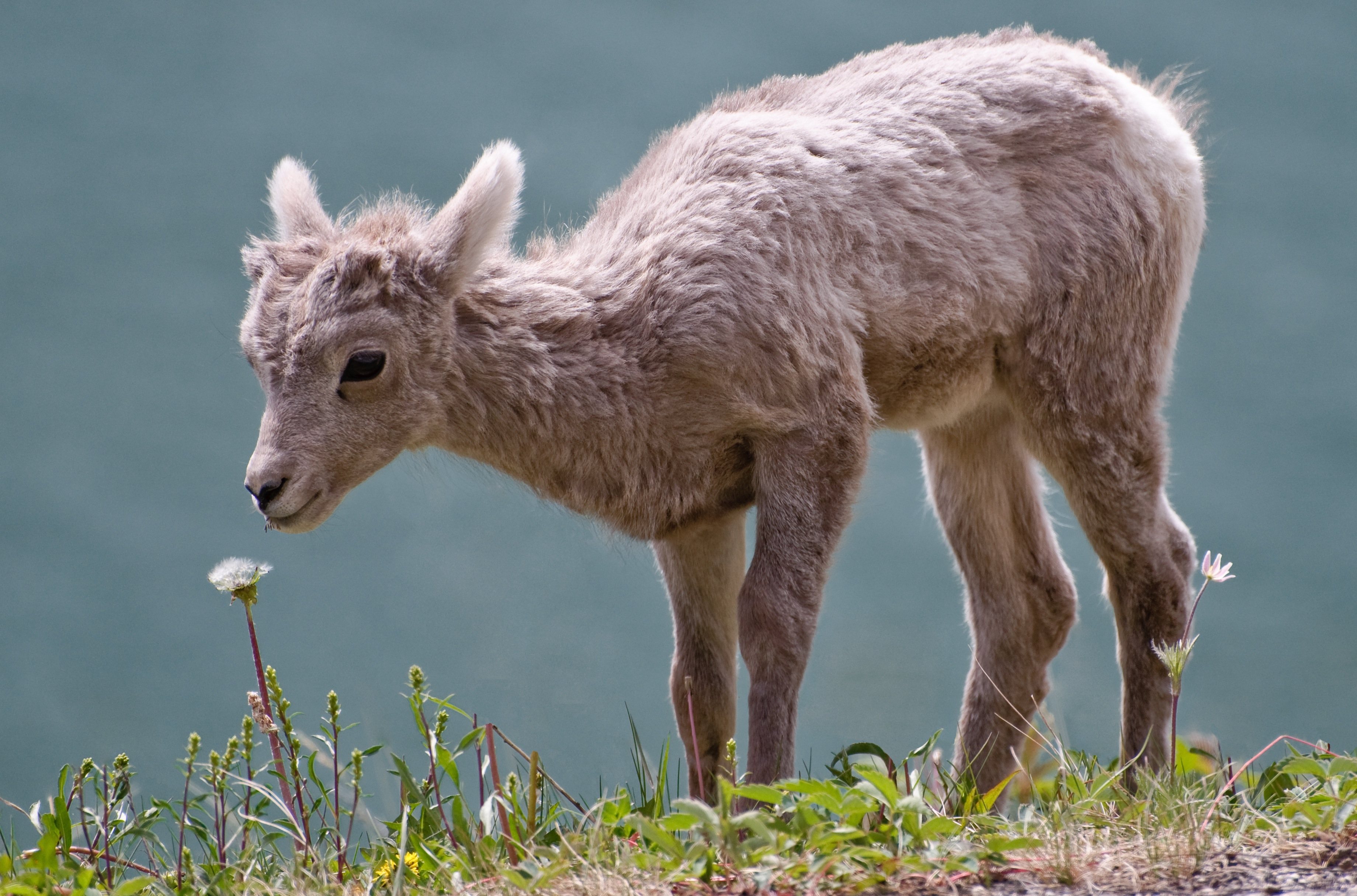 Bighorn_lamb_Alberta