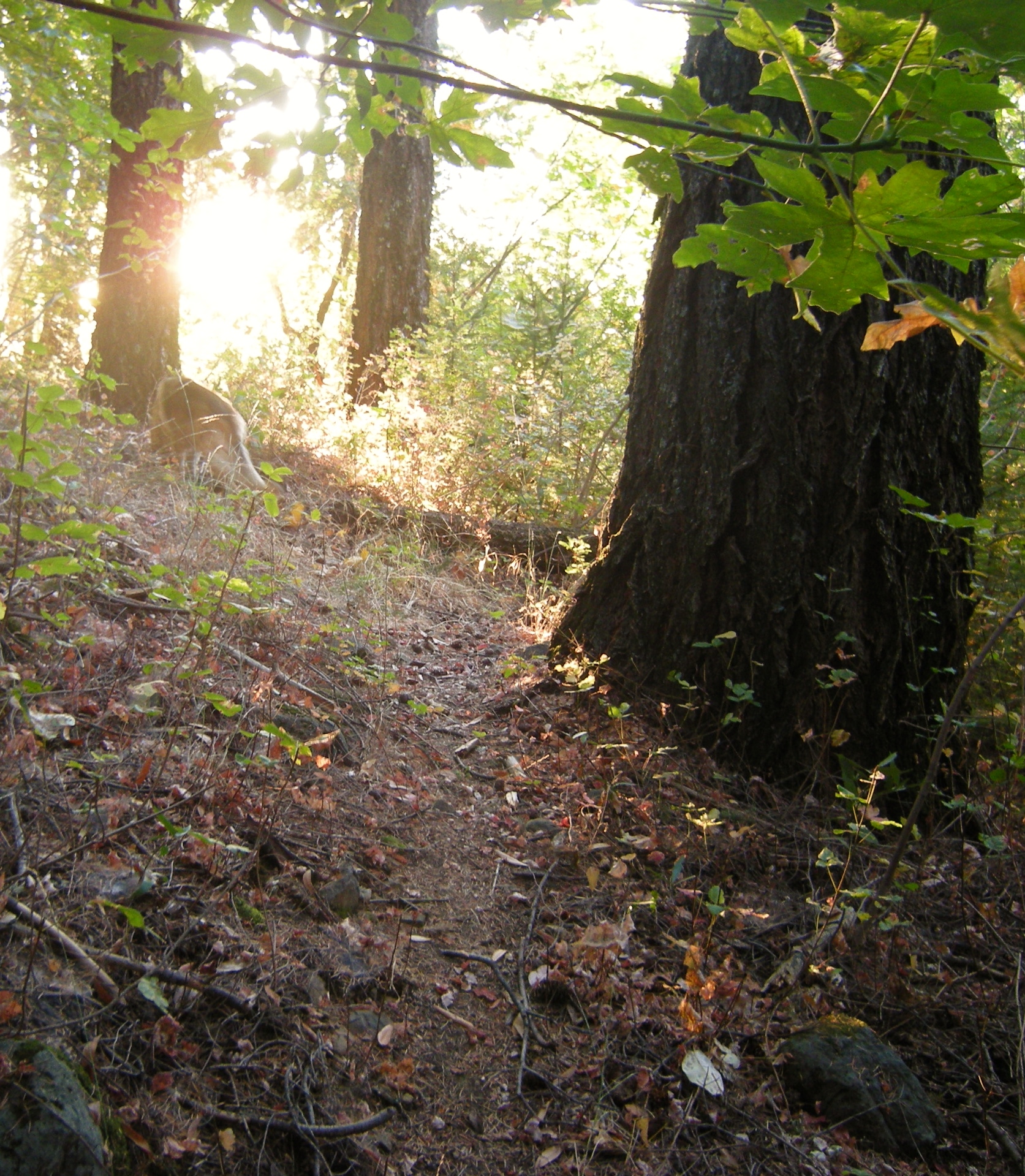 jenjoycedesign-autumn-equinox-2