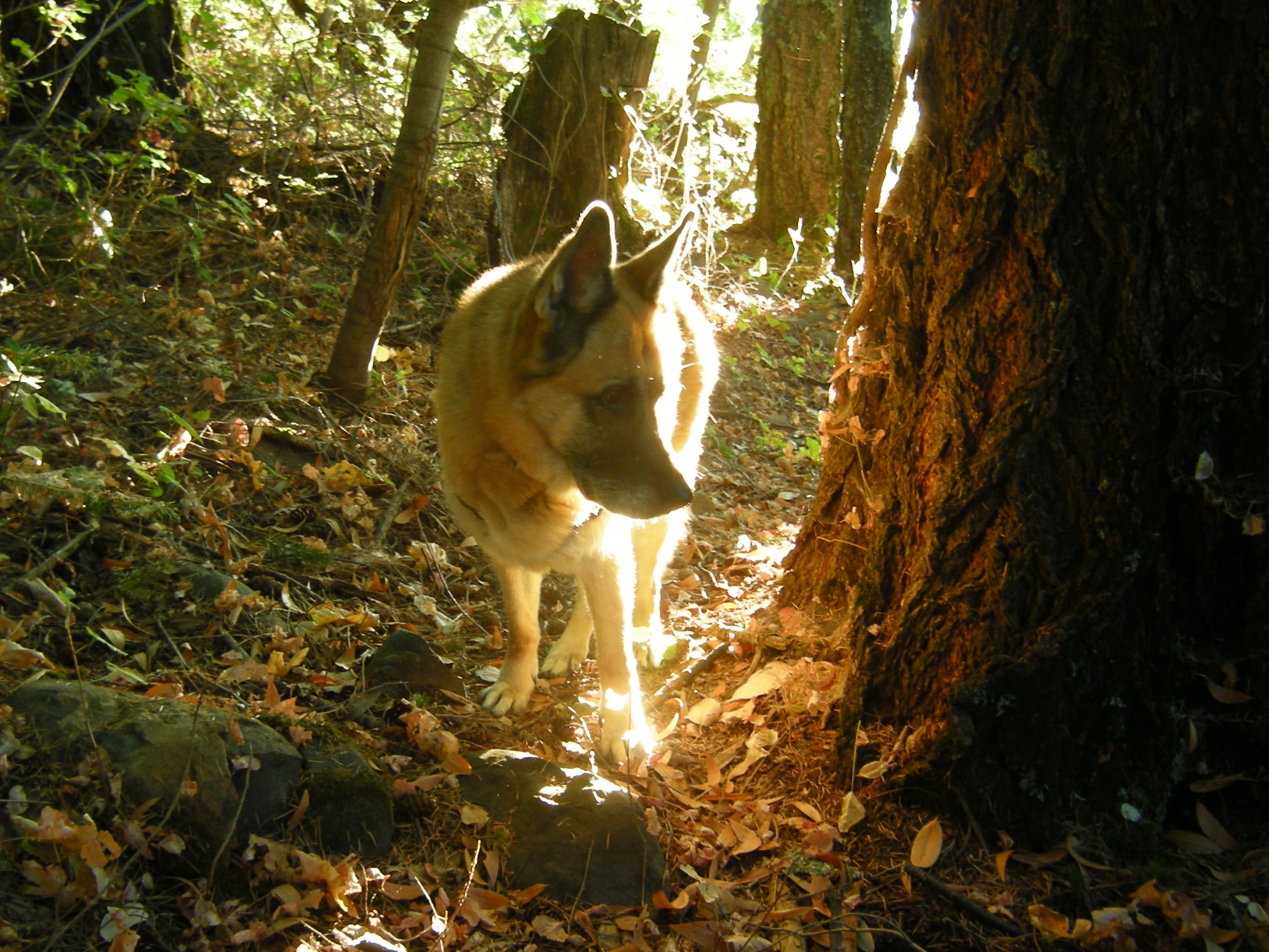 jenjoycedesign-autumn-equinox-6
