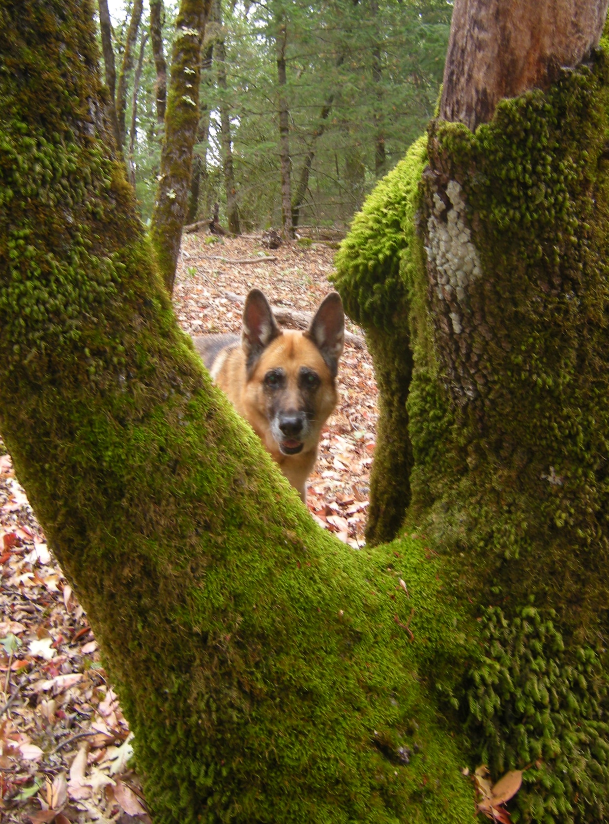 jenjoycedesign-emma-in-mossy-tree