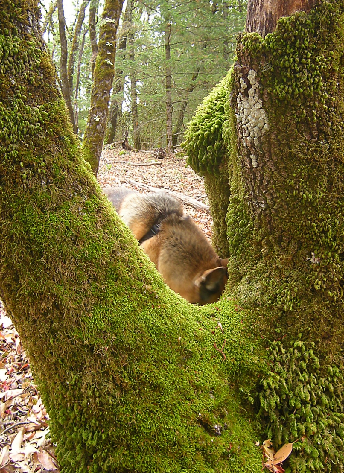 jenjoycedesign-moss-dive