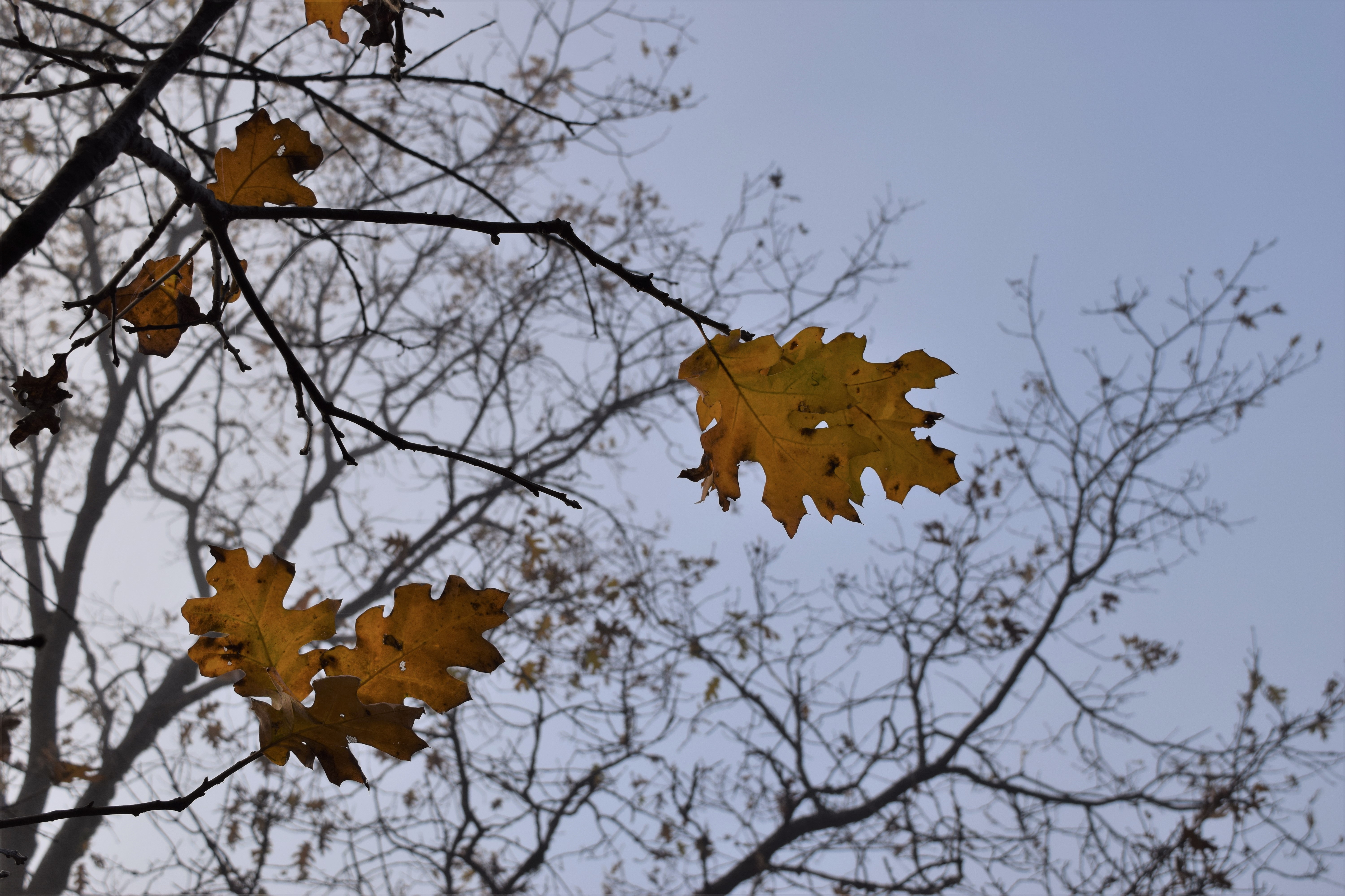 jenjoycedesign© Autumn walk 2