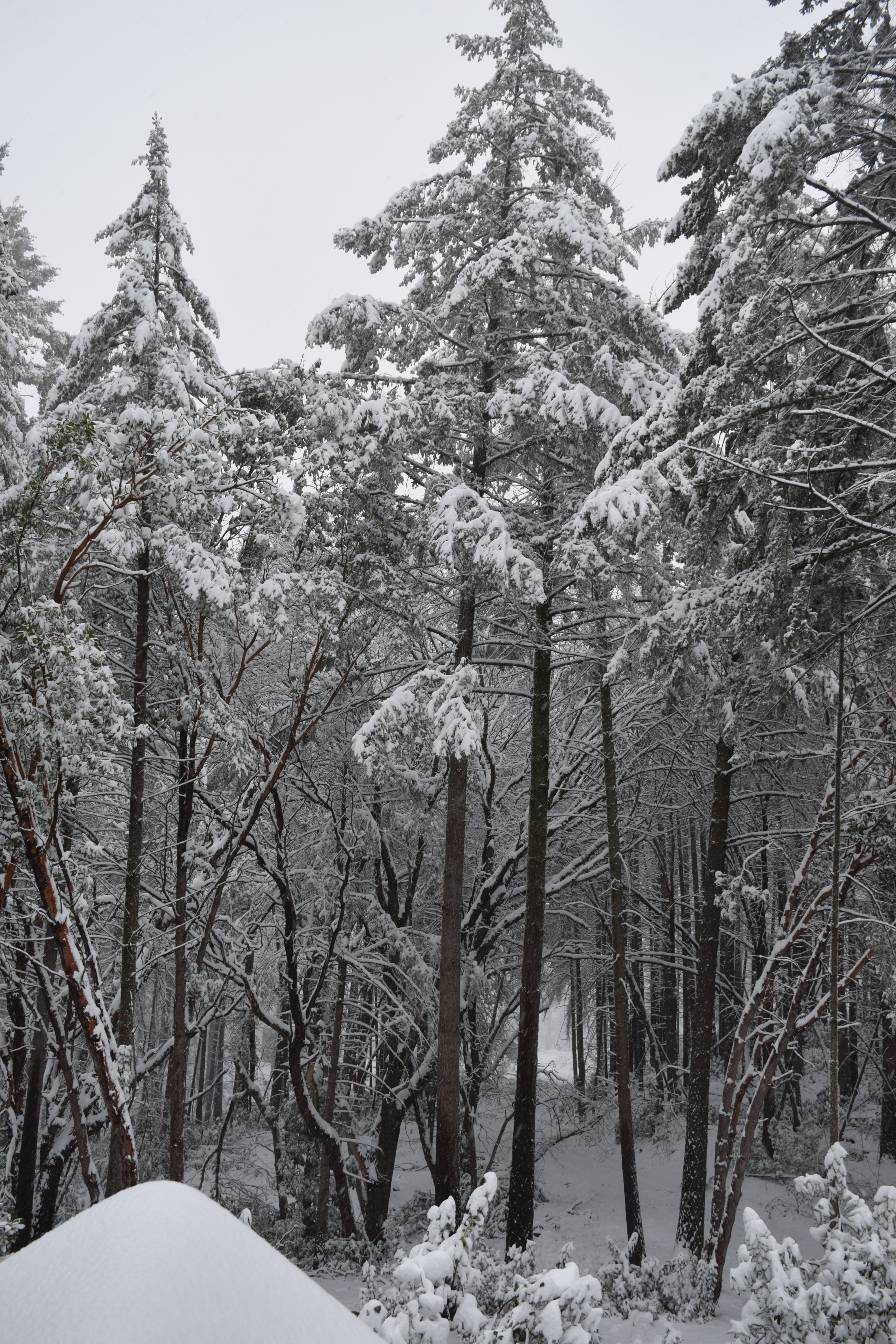 Seeking a Snowy Oasis